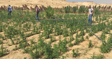 ضبط 5 مزارع بانجو بمساحة 2.5 فدان بمنطقة سيل النخيل فى "رأس سدر"
