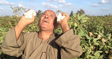 "الزراعة" ترسم خارطة لعودة القطن المصرى لعرشه.. "المنتجين الزراعيين" تطالب بمجلس أعلى لتسويق الذهب الأبيض.. الغرف التجارية: الوزارة أهملته لمافيا التجار.. و"الإصلاح الزراعى" توصى بدراسة احتياجات السوق