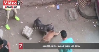 بعد فيديو مصارعة الكلاب بشبرا بسبب المراهنة.. الرسول نهى عن "التحريش بين البهائم"..عميد أصول الدين بالأزهر: سفه ويؤدى إلى أذى للحيوان.. ويؤكد: الإسلام حرم ذلك لأنه دين يحث على الرحمة والشفقة