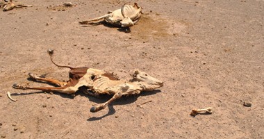 إثيوبيا تواجه أسوأ أزمة جفاف منذ 30 عاما.. صحف أمريكية: ظاهرة النينو السبب الرئيسى.. مخاوف من تكرار مجاعات السبعينات والثمانينات.. الماشية تموت جوعا.. انتقادات للحكومة بالتقليل من الأزمة