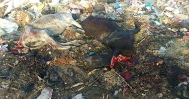 ضبط عاطل يقوم بذبح الحمير لبيع جلودها بالمنوفية