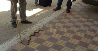بالصور.. الثعابين تغزو وحدة صحة الأسرة بقرية المسين فى البحيرة