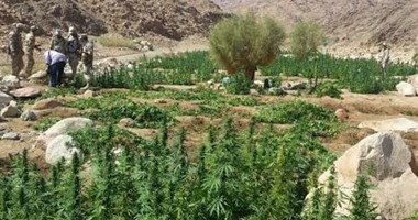 القبض على رجل أعمال يزرع مخدر المرجوانا داخل فيلته فى التجمع الخامس