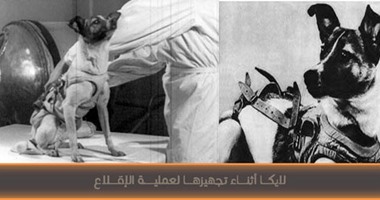 مش الكلبة لايكا لوحدها..القرد ألبرت والعنكبوت أنيتا والقط فليكس طلعوا الفضاء