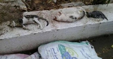 الأهلى يحقق فى "واقعة قتل القطط"
