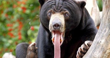 شاب أمريكى يدفع حياته ثمنا لالتقاط صورة مع دب مفترس