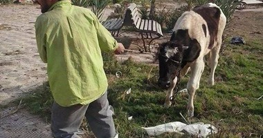 الأحد.. توزيع 75 رأس ماشية على الأسر الأولى بالرعاية فى كفر الشيخ