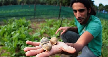 بعد انتشار قواقع الليمنيا بالمصارف.. ما لا تعرفه عن مرض الفاشيولا