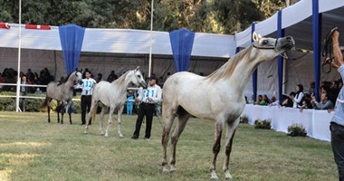 انتهاء فعالية سباق الهجن بوسط سيناء