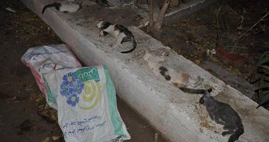 الأهلى يعيد فتح ملف قتل الحيوانات بالأندية الكبرى.. الجزيرة ينفذ مذبحة القطط سرا.. والقلعة الحمراء تتعاقد مع شركة للتخلص منها