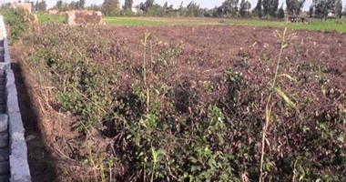 تقييم تجربة القطن قصير التيلة بعد تفتيح اللوز شرق العوينات 