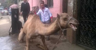 الحجر البيطرى بأسوان يستقبل 4500 رأس من الإبل الواردة من السودان