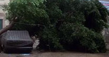 إصابة محاسب سودانى الجنسية بعد سقوط شجرة عليه بمنطقة الدقى 
