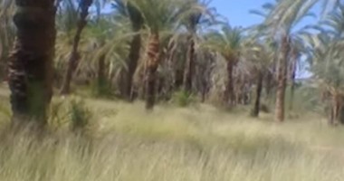 الجيزة: 10 جنيه لكل نخلة لم يقم صاحبها برفع المخلفات الزراعية القابلة للاشتعال