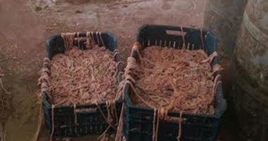 ضبط 2 طن " كرشة وممبار "  فاسد داخل مسمط بالطالبية