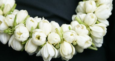 رانيا حجير تكتب : عطر الياسمين