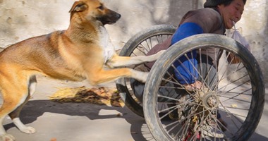 بالصور.. كلب يساعد صاحبه المعاق ويدفع كرسيه المتحرك