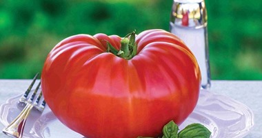 بالصور.. طرح أكبر ثمرة طماطم للبيع فى بريطانيا