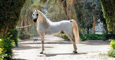 مطار القاهرة يشهد تصدير أول دفعة من الخيول العربية لألمانيا وإيطاليا