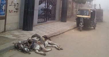 صحافة المواطن: بالصور.. مواطن يلقى "حمار ميت" أمام نادى كفر الزيات
