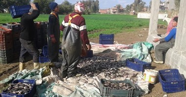 بالصور.. بيع أسماك نافقة من كفر الشيخ فى الأسواق بأسعار رخيصة.. تلوث نهر النيل بالزيوت والصرف الصحى تسبب فى الأزمة.. وضبط سيارتين محملتين بالأسماك قبل بيعها للمواطنين