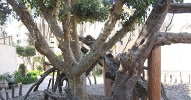  بدء ترميم "شجرة مريم العذراء" بمصر