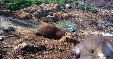 بالفيديو والصور.. الحمى القلاعية تفتك بمواشى المراغة