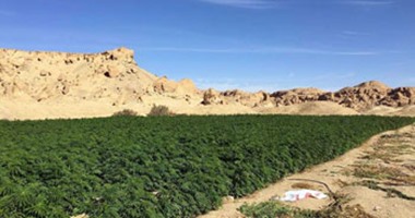 بالصور.. ضبط 5 أفدنة أفيون وبانجو بوادى غرندل بجنوب سيناء