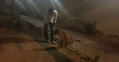 بالصور.. شرطة دبى تسيطر على أسد صغير هرب من منزل
