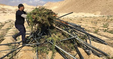 تجديد حبس عاطلين ضبط بحوزتهما أفيون فى أطفيح 