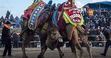 بالصور.. الأتراك ينظمون مهرجان للمصارعة بين "الجمال"