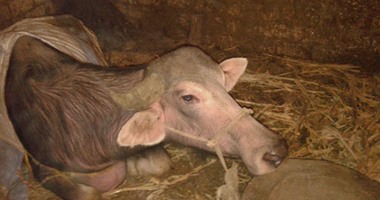 متضررو الحمى القلاعية بالمراغة يطالبون المسئولين بتعويضات