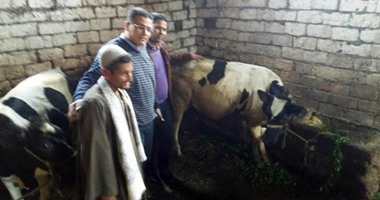 صاحب البقرة المبروكة بالبحيرة يتخلص منها ببيعها فى سوق المواشى بـ10آلاف جنيه