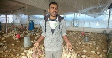 بالصور..استمرار نفوق الدواجن داخل المزارع بسبب كثرة انتشار الفيروسات داخلها