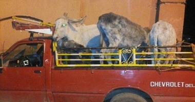 القبض على عاطل وبحوزته 3 حمير لذبحها وبيع جلودها فى البحيرة