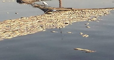 البيئة: نفوق اسماك كفر الشيخ نتيجة غمر الأقفاص السمكية خوفا من إزالتها