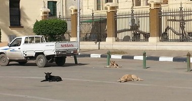 سكان شارع نهرو فى مصر الجديدة يطالبون بتدخل الحى لمواجهة الكلاب الضالة