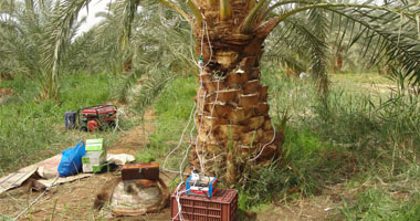 انتهاء المرحلة الأولى لمقاومة آفات النخيل بالوادى الجديد