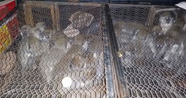 نيابة أسوان تنتظر التقرير الصحى للطب البيطرى لـ45 قرداً صغيراً مهربين