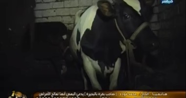 صاحب البقرة المبروكة للإبراشى:لست دجالا والأهالى هددونى لمنعى الحليب عنهم
