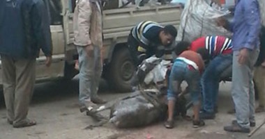 غرفة عمليات الغربية تتلقى بلاغا بنفوق حمار صعقا بالكهرباء