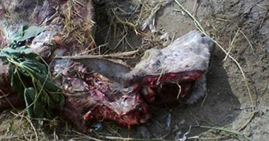 إخلاء سبيل 4 أشخاص فى واقعة ذبح حمارين وسلخ جلودهما بدمياط