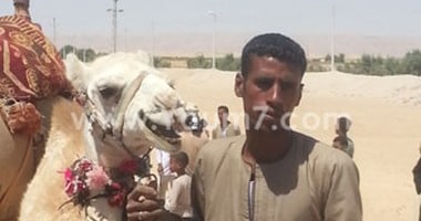 الحجر البيطرى بأسوان يستقبل 1850 رأس من الإبل الواردة من السودان