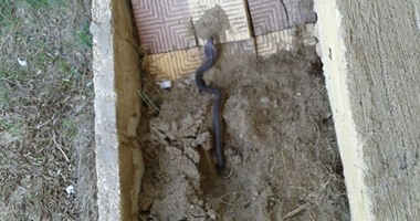 غلق الوحدة الصحية بمطوبس فى كفر الشيخ أسبوعا بعد العثور على ثعابين بها