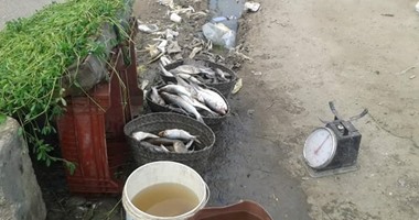 أمن أسوان يضبط 10 قضايا بيئة وتهريب أسماك فى حملة مكبرة