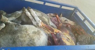 النيابة تقرر نقل لحوم الحمير للسيرك وحبس المتهمين 4 أيام على ذمة التحقيق