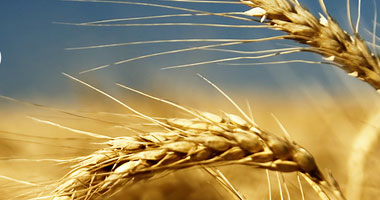 روسيا تصدر 1.2 مليون طن من الحبوب فى يناير المقبل