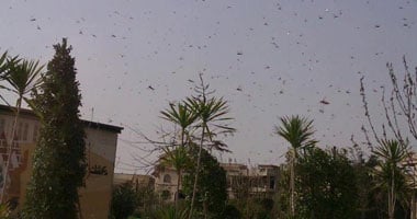 "الزراعة" تواصل مكافحة الجيل الثانى من الجراد فى سيناء