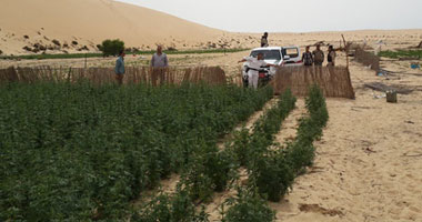ضبط 3 أفدنة مزروعة بنبات البانجو بوادى سدر فى جنوب سيناء