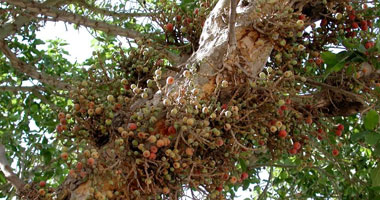 محمود حمدون يكتب : "بائع الجمّيز"